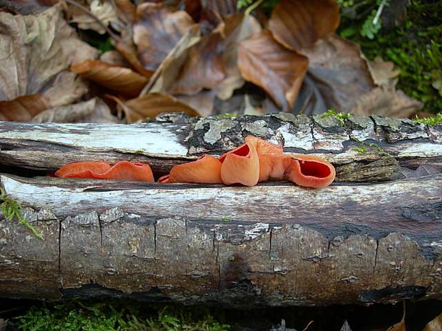 Nel  Regno  della  Jurana